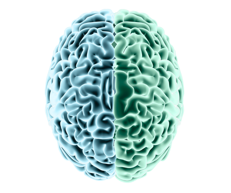 Gehirn-Illustration